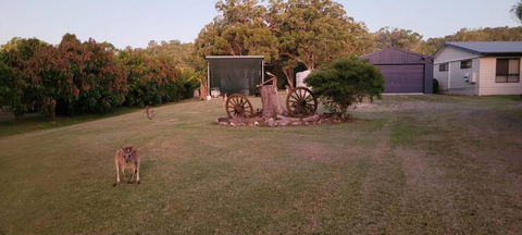 Roo Or 2 On Streeter - Holiday Adelaide 2
