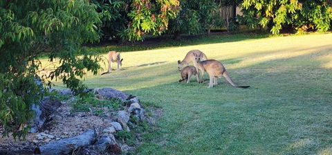 Roo Or 2 On Streeter - Holiday Adelaide 3