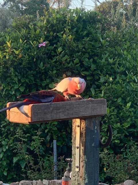 Rose Cottage - Holiday Adelaide 1