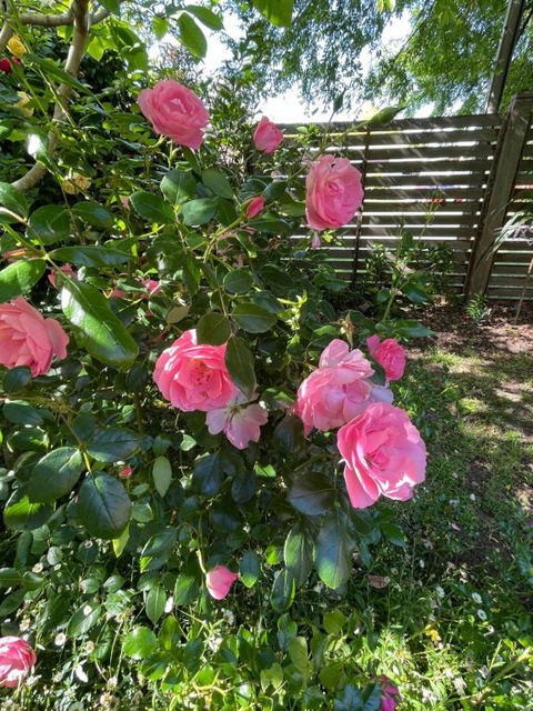 Rosehaven On Rosebud - Holiday Adelaide 1