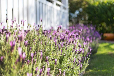 BIRCHES B&B - Holiday Adelaide 3