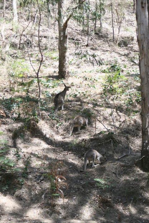 Blue Mountains Backpacker Hostel - Holiday Adelaide 3
