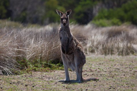Great Ocean Road Tour With Lunch - Holiday Adelaide 1