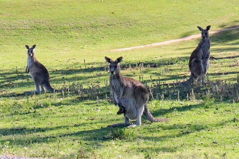 Great Ocean Road Tour With Lunch - Holiday Adelaide 2