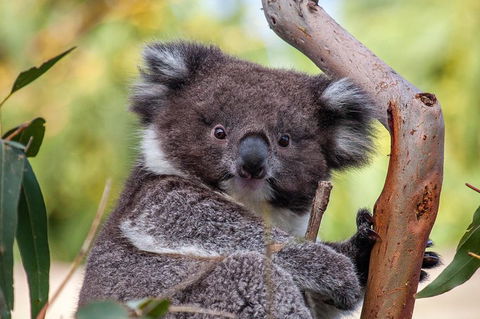 Great Ocean Road Tour With Lunch - Holiday Adelaide 5