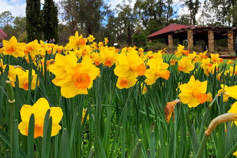 Spring Wildflower (Private) Day Tours - Holiday Adelaide 1