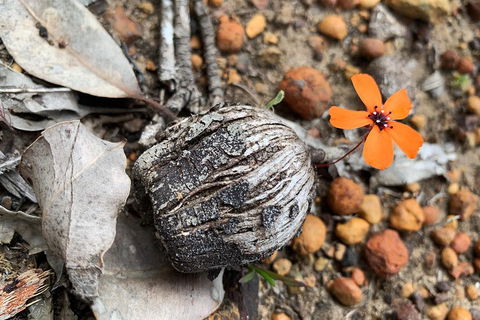 Spring Wildflower (Private) Day Tours - Holiday Adelaide 5