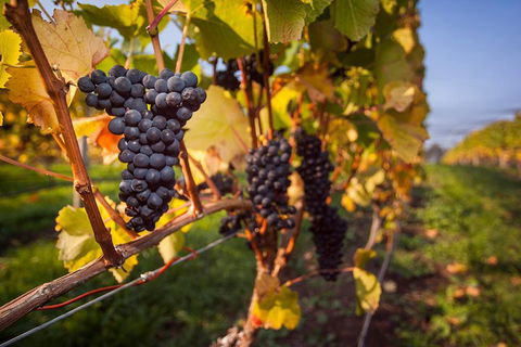Half Day Tamar Valley Wine Tour - Holiday Adelaide 1