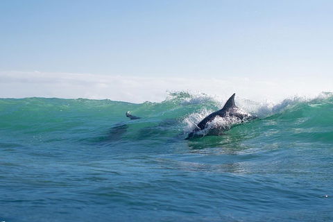 Private Tangalooma Wrecks Tour - Holiday Adelaide 2