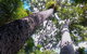 Paronella Park And Millaa Millaa Falls Full-day Tour From Cairns - thumb 1