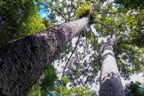Paronella Park And Millaa Millaa Falls Full-day Tour From Cairns - Holiday Adelaide 1