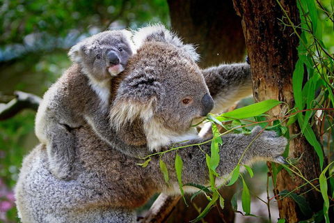Private Two Day Great Ocean Road Tour - Holiday Adelaide 2