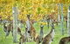 Three Day Charter Margaret River Region (inbound Melbourne Travelers) - thumb 5