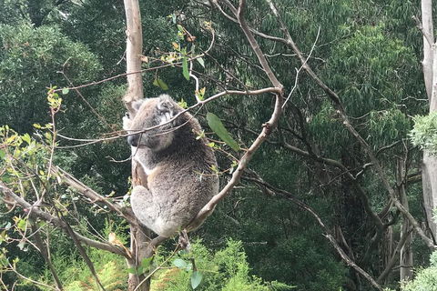 Full-Day Great Ocean Road Small-Group Tour From Melbourne - Holiday Adelaide 1