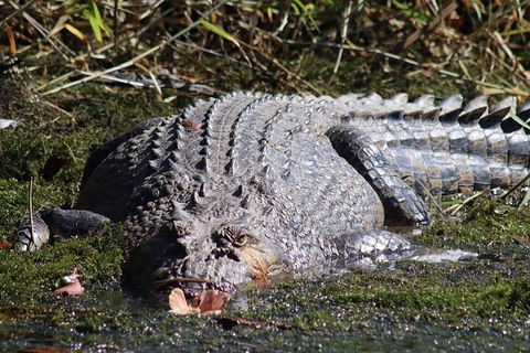 Afternoon Half-Day Daintree Rainforest And River Tour - Holiday Adelaide 5