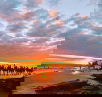 1 Hour Broome Sunset Camel Tour - Holiday Adelaide