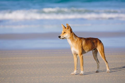Fraser Island 4WD Tour From Noosa - Holiday Adelaide 5