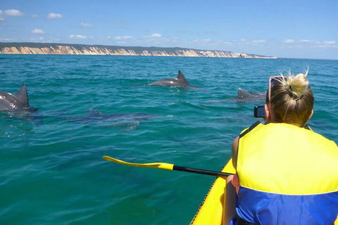 Kayak With Dolphins And 4WD Great Beach Drive Day Trip From Noosa - Holiday Adelaide 1