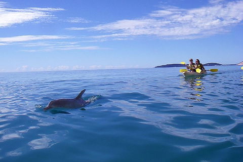 Kayak With Dolphins And 4WD Great Beach Drive Day Trip From Noosa - Holiday Adelaide 2