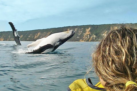 Kayak With Dolphins And 4WD Great Beach Drive Day Trip From Noosa - Holiday Adelaide 3