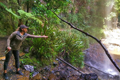 Rainforest & Waterfalls Extravaganza - Holiday Adelaide 4