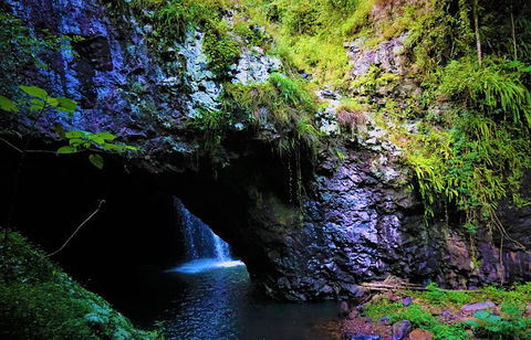 Rainforest & Waterfalls Extravaganza - Holiday Adelaide 5