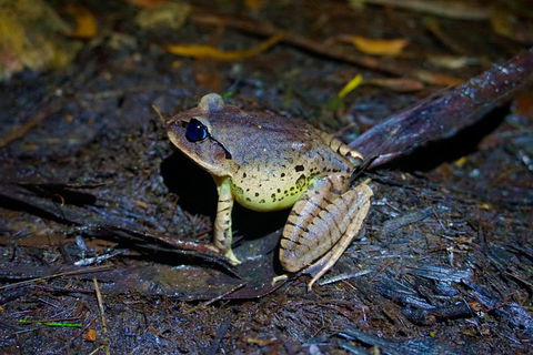 Glow Worms Private Tour - Nocturnal Rainforest Walk - Holiday Adelaide 0