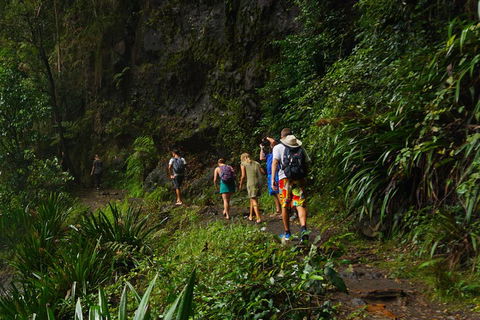 Glow Worms Private Tour - Nocturnal Rainforest Walk - Holiday Adelaide 1