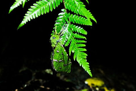 Glow Worms Private Tour - Nocturnal Rainforest Walk - Holiday Adelaide 2