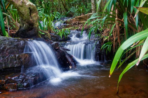 Glow Worms Private Tour - Nocturnal Rainforest Walk - Holiday Adelaide 5
