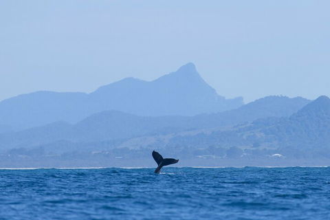 The Byron Bay Sea Kayak Tour - Holiday Adelaide 0