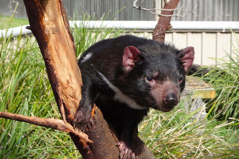 Tasmania 4 Day East Coast + Launceston - Holiday Adelaide 2