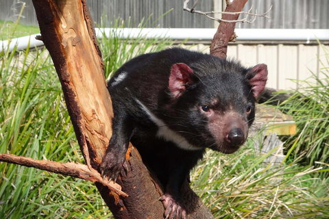 6-Day Tasmania Small-Group Guided Tour With Gourmet Food - Holiday Adelaide 1