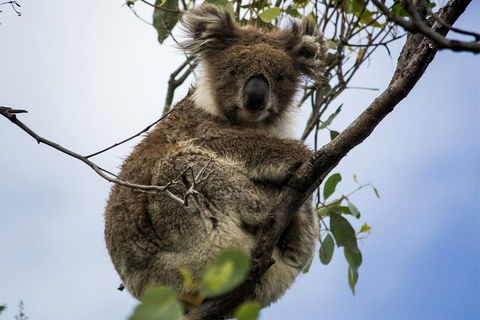 Phillip Island And French Island Wildlife Expedition - Holiday Adelaide 3