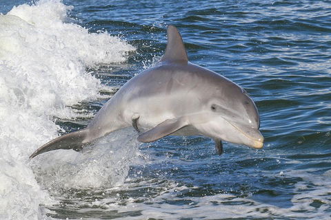 Noosa Oceanrider Scenic Dolphin Safari - Holiday Adelaide 0