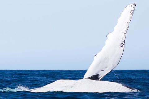 2-Hour Guided Whale Watching Tour At Noosa - Holiday Adelaide 0