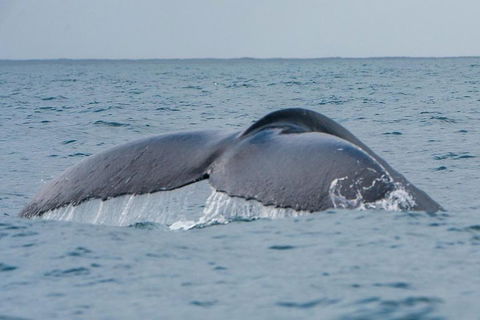 2-Hour Guided Whale Watching Tour At Noosa - Holiday Adelaide 1