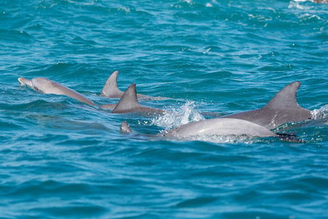 2-Hour Guided Whale Watching Tour At Noosa - Holiday Adelaide 2
