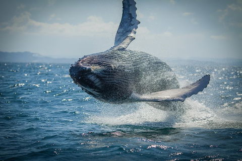 2-Hour Guided Whale Watching Tour At Noosa - Holiday Adelaide 3