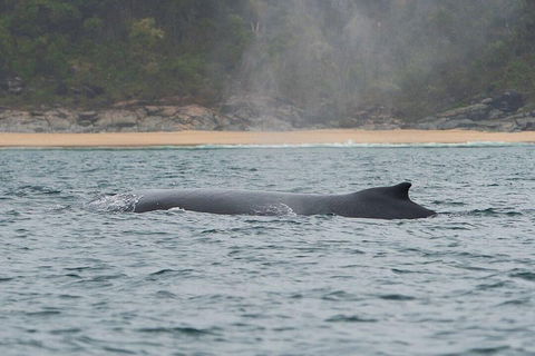 2-Hour Guided Whale Watching Tour At Noosa - Holiday Adelaide 5