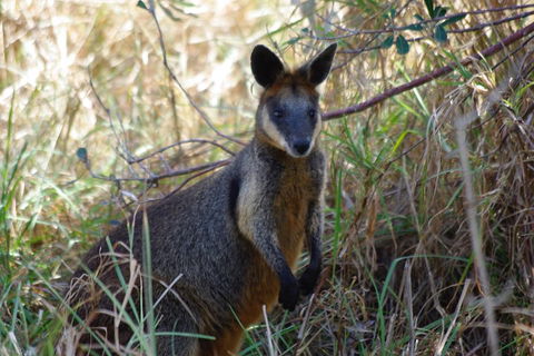 Byron Bay Combo: Hinterland Tour Including Minyon Falls And Kayaking With Dolphins - Holiday Adelaide 2