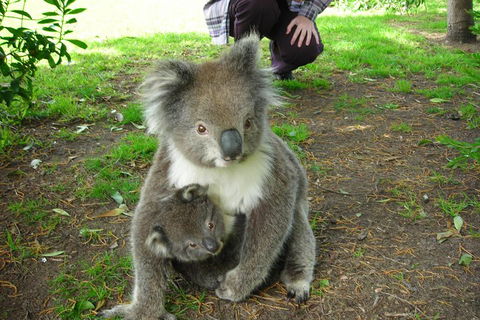 3-Day Adelaide To Melbourne Tour Including The Great Ocean Road - Holiday Adelaide 3