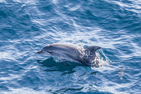 All Inclusive Dolphin And Tangalooma Wrecks Cruise - Holiday Adelaide 1