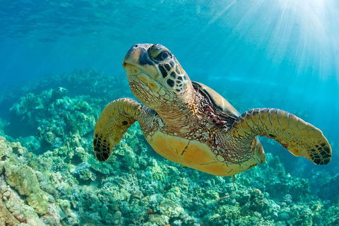 All Inclusive Dolphin And Tangalooma Wrecks Cruise - Holiday Adelaide 3