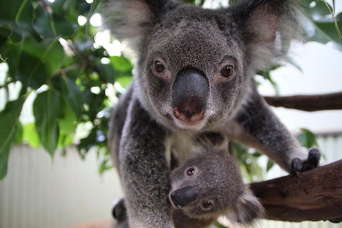 Kuranda Day Tour, TKS-RFS GRAND GOLD PLUS 0930 - Holiday Adelaide 1