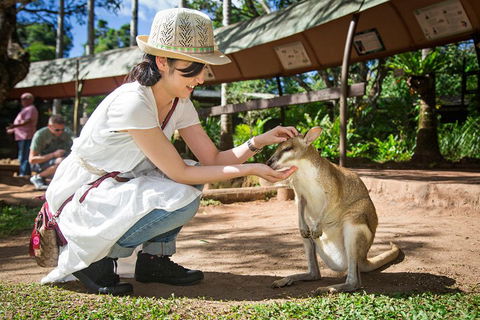 Kuranda Day Tour, TKS-RFS GRAND GOLD PLUS 0930 - Holiday Adelaide 3