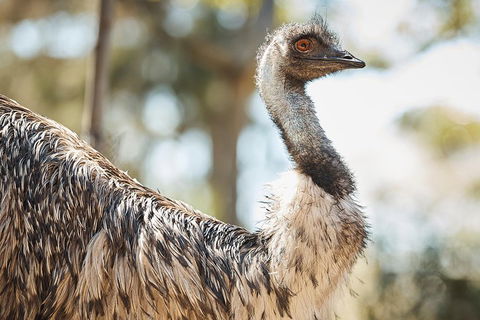 Sydney Taronga Zoo General Entry Ticket - Holiday Adelaide 4
