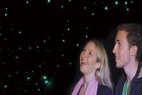 Natural Bridge Glow Worm Night Tour From Gold Coast - Holiday Adelaide 3