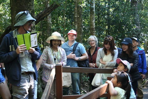 Natural Bridge Glow Worm Night Tour From Gold Coast - Holiday Adelaide 4