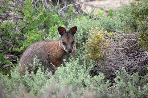 Pink Lake + Abrolhos Islands Nature Tour - Holiday Adelaide 1